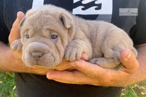 chinese shar pei puppies for sale|shar pei puppies for sale near me.